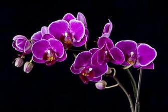 Purple Orchid Flowers Black