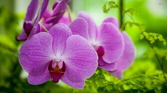 Purple Orchid Wallpaper Flower
