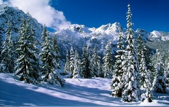 Trees Winter