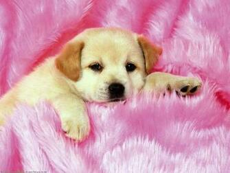 Cute Dogs And Puppies Wallpaper