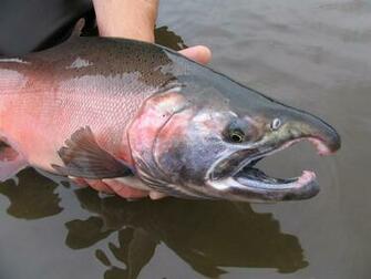 Pin Chinook King Salmon