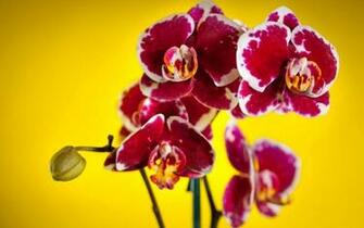 Orchid Flower Wallpaper