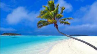 Palm Tree Wallpaper HD Widescreen