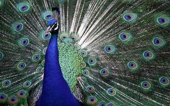 Wallpaper Peacock