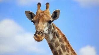 The Giraffe Wallpaper Pictures