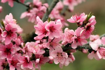Bright Spring Pink Flowers Petals Blossoms Tender