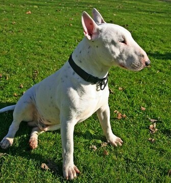 Bull Terrier Top Dog Wallpaper