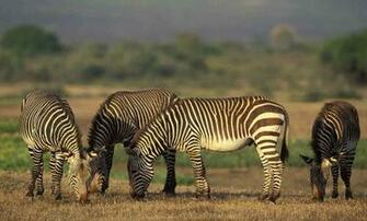 Wildlife Wallpaper Which Is Under The