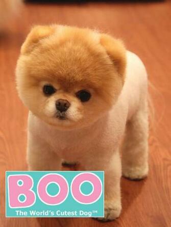 Boo The World S Cutest Dog