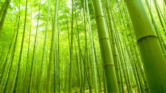 Desktop Bamboo HD Wallpaper