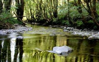 River Forest Castle Wallpaper