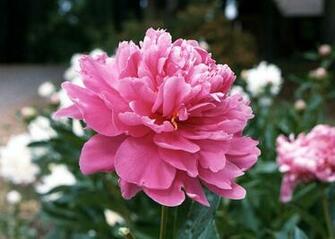 Peonies Flowers Wallpaper For