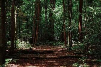 Stunning Forest Pictures Hq Image