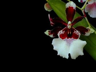 White Orchid Wallpaper