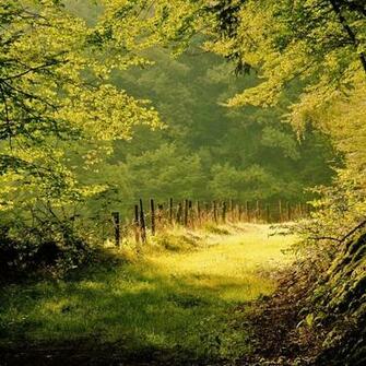 Summer Day In The Forest iPad Wallpaper iPhone