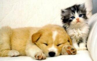 Cat And Dog Wallpaper
