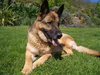 Shepherd Dog Photo And Wallpaper Beautiful Cute German
