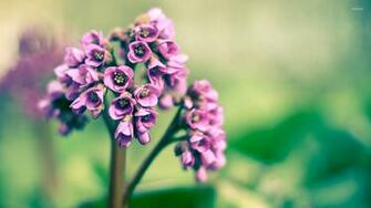 Small Pink Flowers Wallpaper Flower