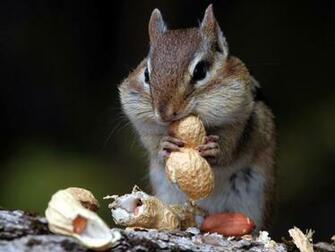 Beautiful Wallpaper Squirrels