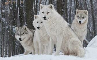 White Wolves Pack 4k HD Desktop Wallpaper For Ultra Tv