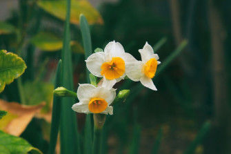 Narcissus Flower Pictures Image