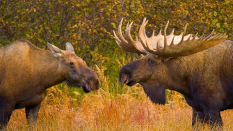 Alaska Moose Wallpaper