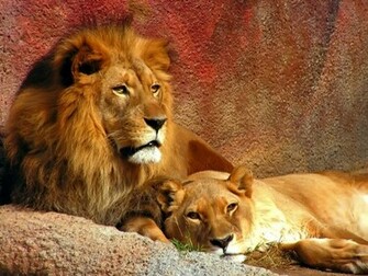 For The Lion Lioness Wallpaper And Image