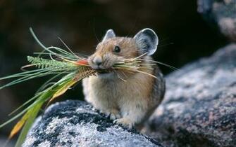 Hamster Desktop Wallpaper