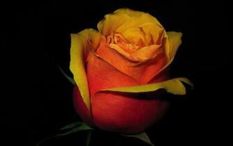 Red And Gold Rose Wallpaper Myspace Background