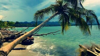 Palm Tree Desktop Wallpaper Weddingdressin