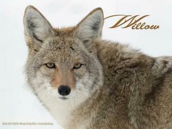 Saule Coyote Wallpaper