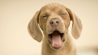 Desktop Wallpaper Puppy