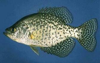 Copyright Fishing Lakesimcoe