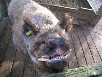 Pictures Of Ugly Animals Widescreen HD Wallpaper