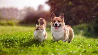The Best Pet Insurance Companies Expert Reed July