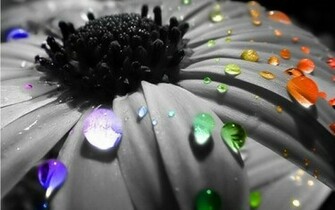 Raindrops Bright Colors Wallpaper Fanclubs