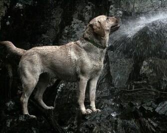 Labrador Retriever WallpaperHD Wallpaper