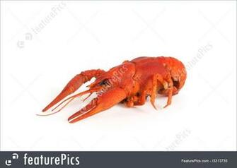Boiled Crawfish On White Background