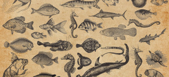 Fish Mural Wallpaper Wall Ever Wallapper Uk