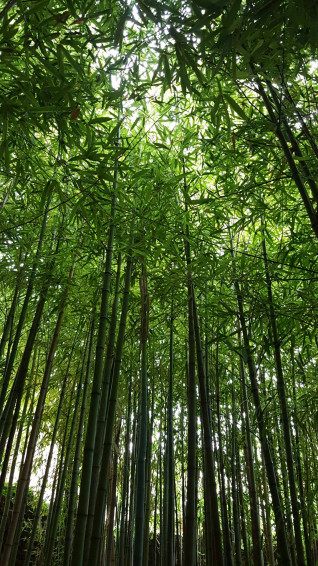 Top Bamboo Forest iPhone Wallpaper Full HD 4k To Use
