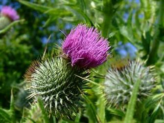 Thistles Desktop Background Wallpaper