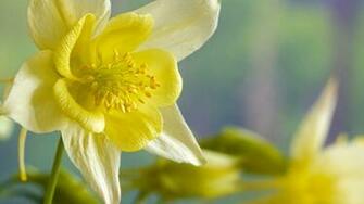 Daffodil Wallpaper Net