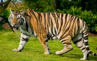 Tiger Looking For Pray Cute One Three Tigers Amazing Picture
