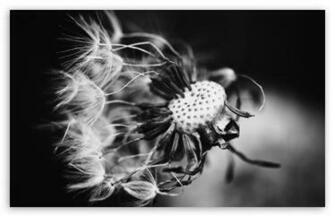 Dandelion Black And White HD Wallpaper For Standard Fullscreen