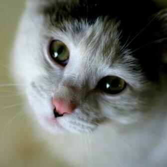 iPad Wallpaper Cat Air Background