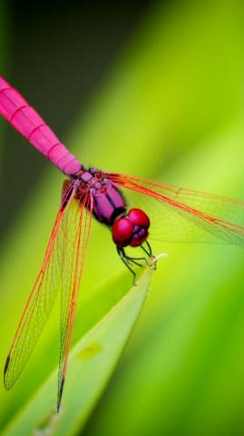 Dragonfly On Green iPhone Wallpaper Idrop News