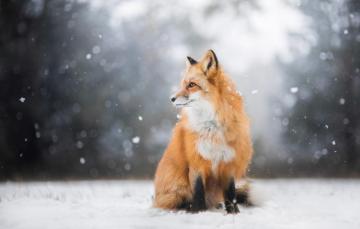 Wallpaper Winter Forest Look Light Snow Nature Pose