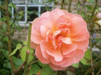 Peach Flowers Flower