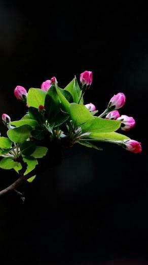 Flower iPhone 5s Wallpaper HD And