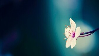 Spring HDtv Wallpaper High Definition Quality Widescreen